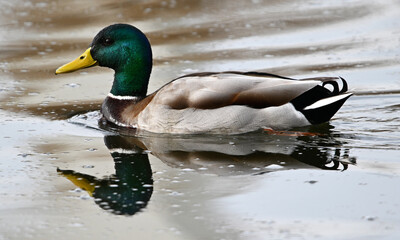 a mallard in a lake