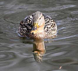 a mallard in a lake