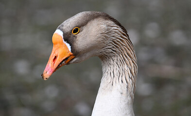 una oca en un lago en españa © alberto