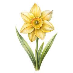 Obraz premium Blooming Daffodil: A close-up view of a radiant yellow daffodil in full bloom, showcasing its delicate petals and intricate center, against a simple backdrop.