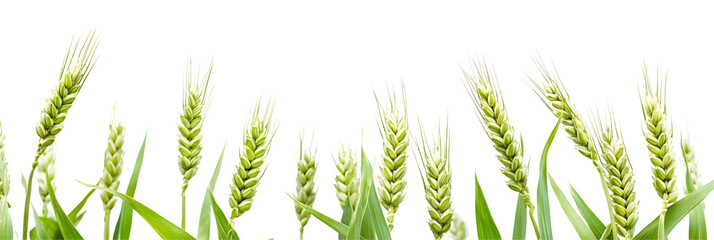Naklejka premium Green young ears of wheat isolted on white or transparent background