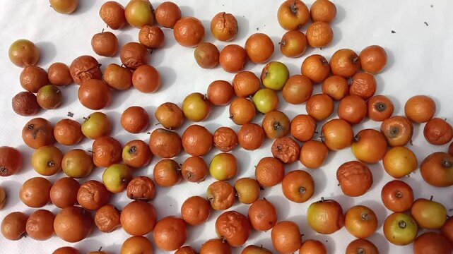Ziziphus mauritiana fruit or fruit of Indian jujube or Chinese date