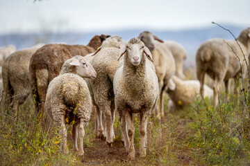 ssheeps in a nature reserve