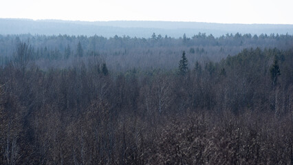 The tops of the trees and the haze of the horizon in the forest