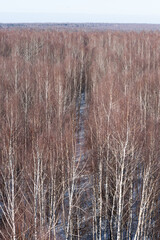A clearing in a birch forest