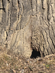 The trunk of an old poplar tree with thick, textured bark. A small depression is visible at the bottom of the trunk, which serves as a shelter for wildlife.