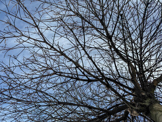 A leafless tree in early spring with an intricate network of dark branches stretching against a blue sky with soft clouds. The branches create an intricate pattern and structure to the tree.