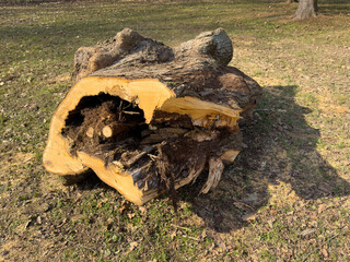 A large hollowed out tree trunk with exposed wood and decay inside. The rough texture, dirt and broken bark indicate natural decay and wear and tear from time. An old diseased trunk.