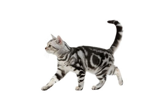 American Shorthair cat isolated on white