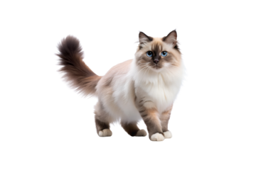 High-Quality Birman Cat PNG Image – Transparent Background Download