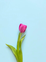 postcard, tulip, spring, pink flower, march 8, valentine's day, flower background, decoration
