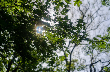Green leaves close-up, naturalness, freshness, seasons, nature of the east of Ukraine
