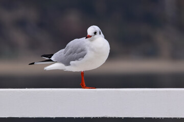 one standing segull with red beak (Chroicocephalus novaehollandiae)