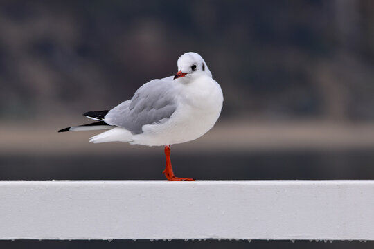 one standing segull with red beak (Chroicocephalus novaehollandiae)