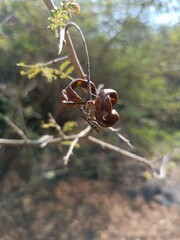 Insect Hanging Gracefully on a Plant.