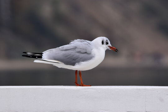 one standing segull with red beak (Chroicocephalus novaehollandiae)