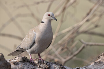 Portrait of The Eurasian collared dove (Streptopelia decaocto)