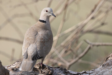 Portrait of The Eurasian collared dove (Streptopelia decaocto)