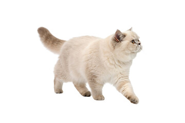British Shorthair Cat PNG Image – HD and Isolated for Design Use