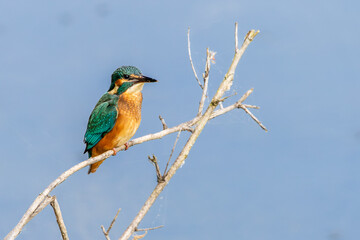 Eisvogel 18