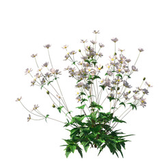 Anemone hupehensis, Anemone x hybrida, Japanese anemone, evergreen, small tree, bush, light for daylight, easy to use, 3d render, isolated