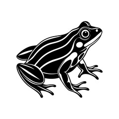 frog vector illustration