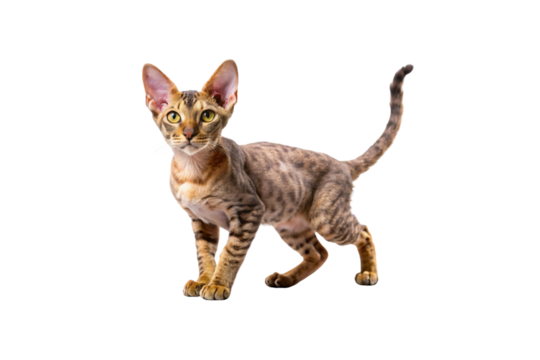Devon Rex Cat PNG Image – High-Resolution and Editable