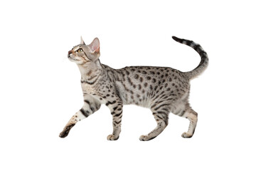 Egyptian Mau cat isolated