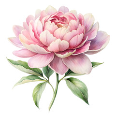 Peony in Pastel: A delicate peony in full bloom, its soft pink petals unfurl gracefully, surrounded by fresh green leaves and a slender stem, presenting a timeless botanical elegance.