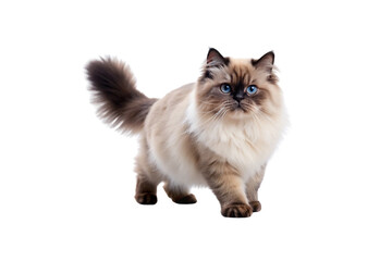 Himalayan Cat PNG Image – High-Resolution and Editable
