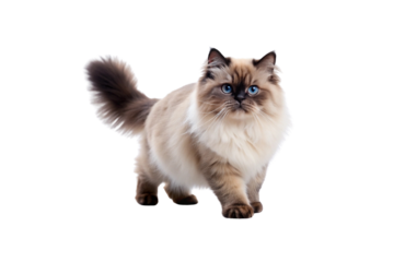 Himalayan Cat PNG Image – High-Resolution and Editable
