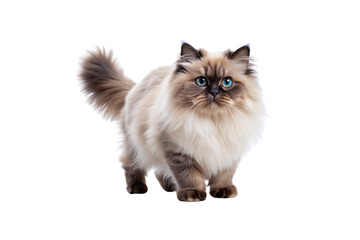 Himalayan cat on white background