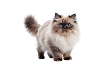 Himalayan cat on white background