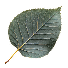 Obraz premium Isolated Aspen Leaf On White or transparent, Veins And Texture Visible. Nature'S Beauty And Detail. Perfect For Backgrounds.