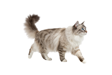 High-Quality Kurilian Bobtail (Longhair) Cat PNG Image – Transparent Background Download