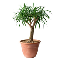 Fototapeta premium Dragon Tree plant on terracotta pot png style