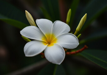 Fototapeta premium Rumdul – Cambodia’s Fragrant Blossom