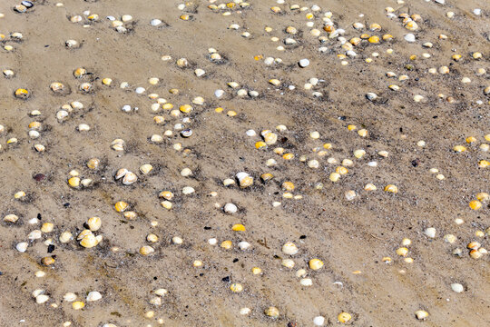  conchinhas na areia da  praia