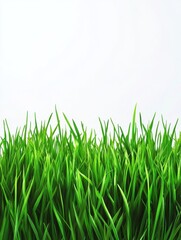 Obraz premium green grass field isolated on white background