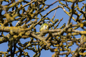 little blue tit