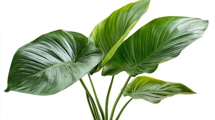 Obraz premium Lush Green Palm Leaves: Isolated Tropical Foliage for Design Projects. Perfect for summer themes, tropical backgrounds, banners, websites, and more. 