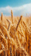 Fototapeta premium Golden wheat field swaying in the autumn breeze during the harvest season