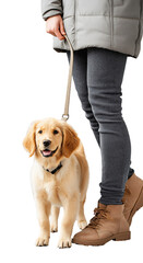 Golden retriever puppy walks with owner in casual winter attire at home indoors during a cozy afternoon