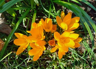 yellow crocus flowers