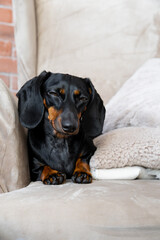 A sleeping dog in an armchair is an adorable sight that can move anyone. Śpiący pies w fotelu to uroczy widok, który może wzruszyć każdego.