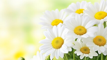 Fototapeta premium Close-up of vibrant white daisies with yellow centers against a soft green background