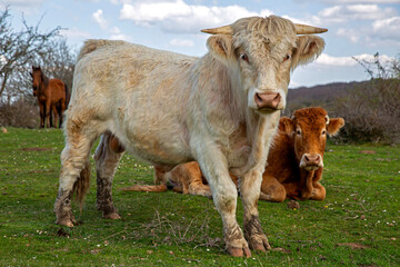 Vista frontal de un toro blanco y vaca tumbada