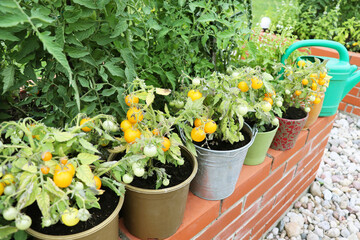 Potted yellow cherry tomato plants grown on terrace