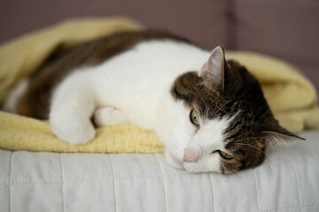 A sick cat is lying on the couch. The cat misses its owner. Emotional state of the cat. High quality photo