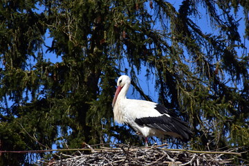 Storch in einem Nest unter blauem Himmel